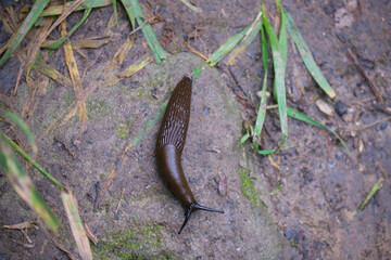 slug is going home in autumn forest after rain