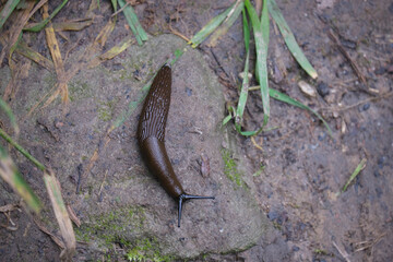 slug is going home in autumn forest after rain