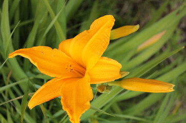 Beautiful lily fluttering in the wind in the early morning