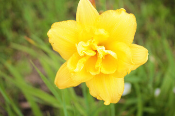 A yellow lily greets its guests in the tall grass