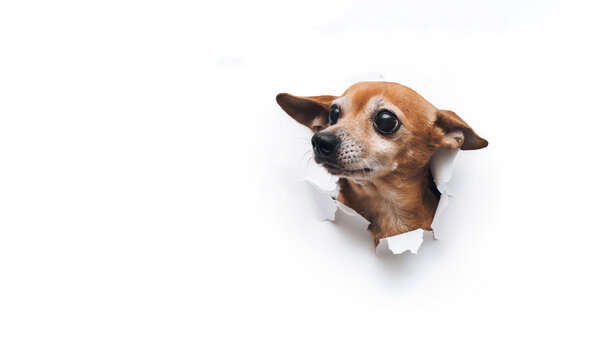 Bug-eyed funny muzzle. The head of old dog through a hole on a white torn paper background. Russian Toy Terrier. Studio image, copy space. Concept of spy, curiosity and snoop.