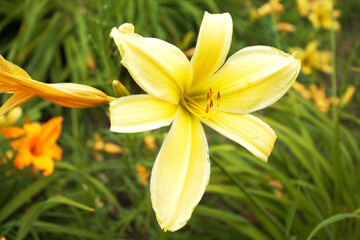 Obraz premium Yellow lily opening its petals on a sunny day