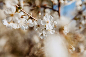 Cherry blossom. Spring bloom. Flowers on a tree