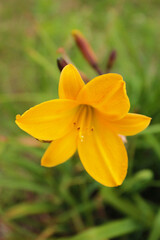 Mysterious lily flaunted her stamens