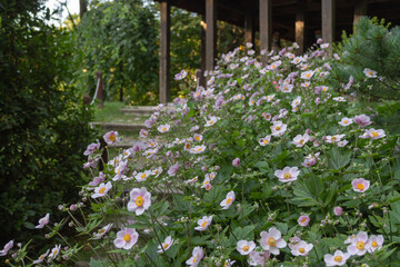 Close up photograph of Rosa sempervirens, the evergreen roses