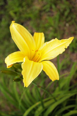 Fototapeta na wymiar Beautiful yellow lily petals bask in the sun