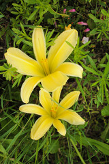 Fototapeta premium Two lily girlfriends are surrounded by thin blades of grass in garden