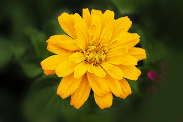 Yellow chrysontema flower spread the petals of the bud