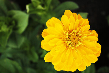 Yellow chrysontema shines in the summer sun