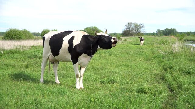 Farm cow chewing and eating on a rural grass pasture.