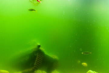 Aquarium with dirty green water. Fish in a dirty aquarium.