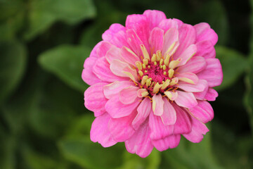 Obraz premium Delicate pink chrysanthemum flaunts in anticipation of rain