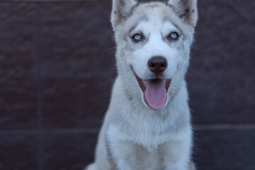 Husky dog on a brown background