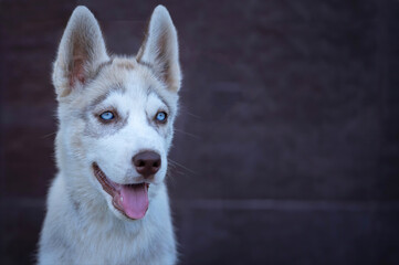 Obraz premium Husky dog on a brown background