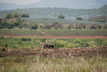 Agave field and horses