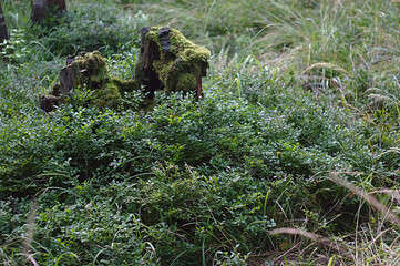 blueberry bushes around an old mossy stump