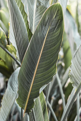 Leaves of tropical plant strelitzia, bird of paradise, Strelitzia reginae Banks ex Aiton, vertical...