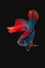 Siamese betta fish in movement