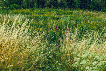Meadow. Wildflowers and herbs. A beautiful summer day.