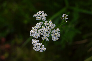 top view of the inflorescence of yarrow