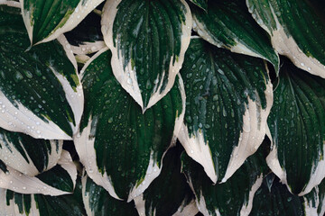 Hosta Large green leaves with raindrops in dark tone background. Spring background with green hosta leaves. View from above.