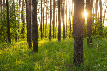 Pine forest in the evening with setting sun on the background