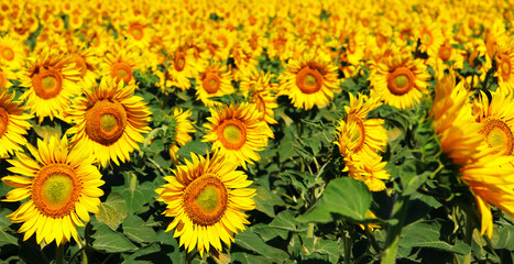 Obraz premium Blooming sunflowers field. Restorative agriculture. Texture for the background