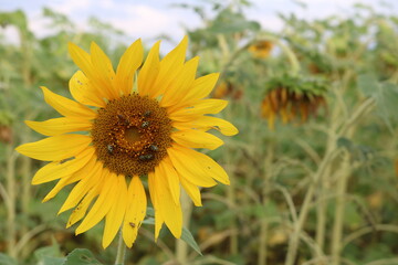 yellow sunflower in the field, bugs
