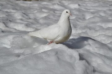 white dove on the snow