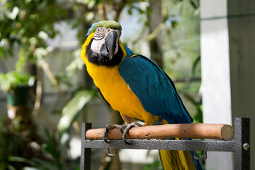 Parrot on Perch in a Greenhouse
