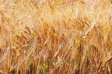 Regenerative agriculture. Rye crop field. Harvest on the farm. Yellow golden summer landscape.