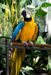 Parrot on Perch in a Greenhouse