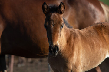 Obraz premium black horse playing on the field, bokeh effect