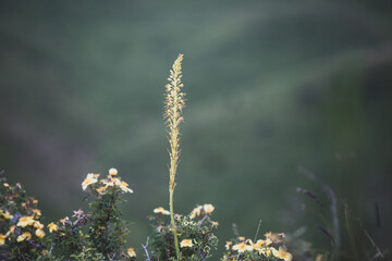 purple flowers of decorative sage field. Retro tone image.