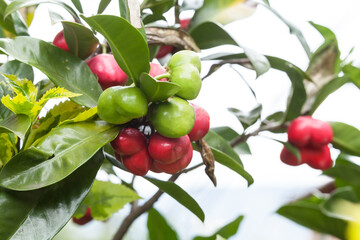 Acotope, (Thevetia ahouai); Tree Of The Family Apocynaceae..