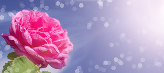 Background banner with copy space. Delicate pink rose with water drops on a background of blue sky with the sun. Birthday card, Mother's Day, 8 March