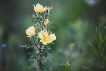 beautiful yellow flowers in nature, closeup green background