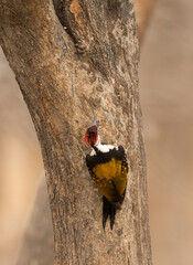 Black-rumped flameback on a tree trunk, Ranthambore National park