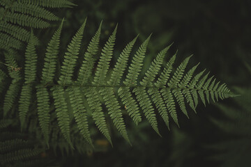 Natural ferns pattern. Beautiful background made with young green fern leaves. Beautiful ferns leaves green foliage. Natural floral fern with moody background