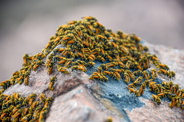 A swarm of bees laying on a rock in the wild. Orange and yellow bees. Danger of bee stung