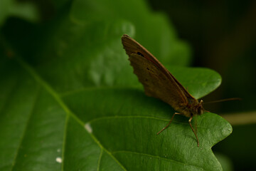 Butterfly sitting on a leaf in the forest