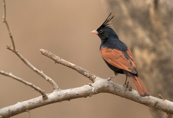 Crested bunting perched on tree, Ranthambore Tiger Reserve, India