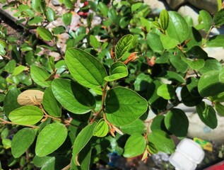 Close up of a green jujube tree