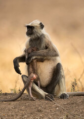 Gray Langur feeding her baby, Ranthambore National Park