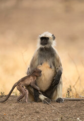 A juvenile with her mother, Ranthambore National Park