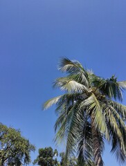 Fototapeta na wymiar Coconut tree in the wind