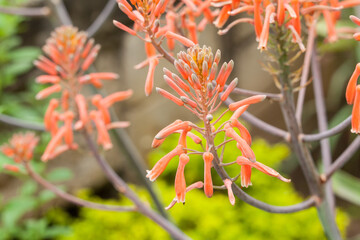 Naklejka na ściany i meble Flower Of The Penca Sabila, Or Aloe Vera - Asphodeloideae.