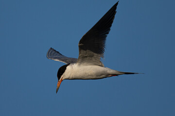 Forster's tern about to dive into the San Francisco Bay