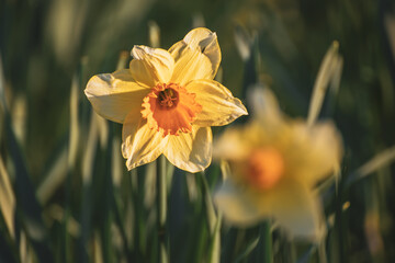 Obraz premium Beautiful yellow daffodils
