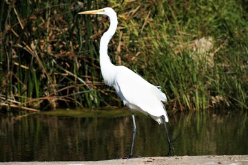 A Great Egret walks alone on the shores of a lake.